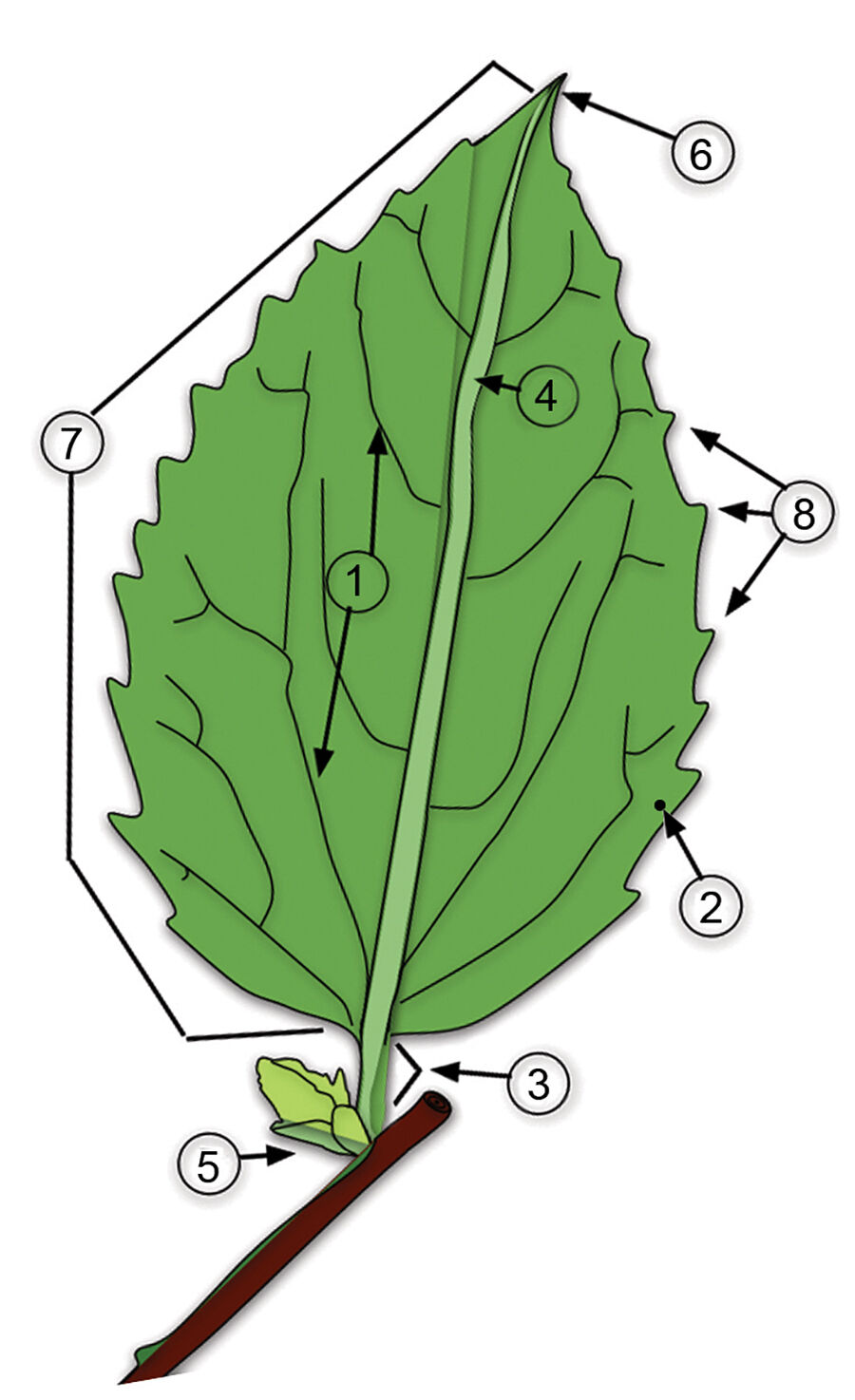 Leave parts diagram